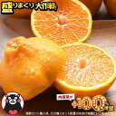 おまけ＋100％増量 熊本県産 デコみかん 訳あり 1.5kg 送料無料 最短翌日出荷 2セット以上購入でおまけ増量 デコポン …