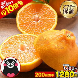 【P10倍の大チャンス★1,480円⇒1,280円】熊本県産 デコみかん 訳あり 1.5kg おまけ＋100％増量 送料無料 最短翌日出荷 2セット以上購入でおまけ増量 デコポン と同品種 不知火 みかん ミカン 熊本 柑橘 くまもと風土 買い回り 《1-5営業日以内に発送予定》