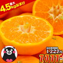 【セール開催中★1,222円⇒1,111円】ポンカン 訳あり 1.5kg 送料無料 【複数購入で最大+4.5kgおまけ付き】 熊本県産 …