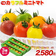 7色カラフルミニトマト 3箱セット 1箱7粒入り 熊本県産 送料無料 トマト プチトマト 食べ比べ 野菜 通販 …