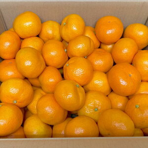 F{Y ݂ ADi  STCY TCYwy001zF{Y ʕ { t[c k ʔ ɑ݂ ݂ B݂  Ȃ F{