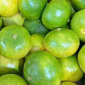 F{Y ݂ ADi  STCY3LTCYy001zTCY܂ ɑ݂ ݂ B݂  Ȃ F{ F{Y ʕ { t[c k ʔ