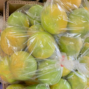 yIʗ 󂠂菤iz Y   KiO ƒp s Hpy003z B F{  ʔ ʕ t[c ʕ