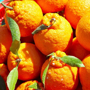 F{Y JAfR|  1.5kg Di 003 Mtg 蕨 t[c  ݂ k  ~J  F{