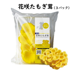 たもぎ茸 食品の人気商品 通販 価格比較 価格 Com
