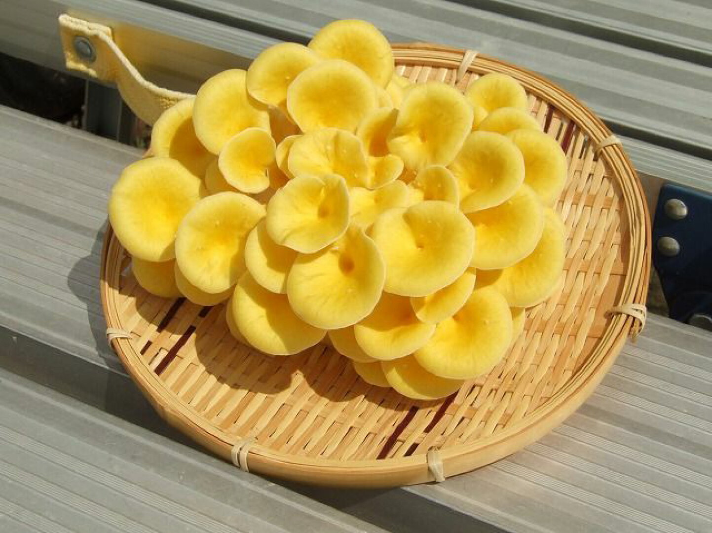 た もぎ 茸(02)