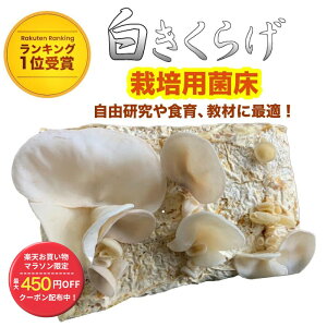 �y���Ԍ���/�ő�450�~OFF�N�[�|���z�y�y�V�����L���O1�ʎ�� 2���B���z�������炰 �͔|�L�b�g�y�����z�͔|�Z�b�g �����炰 �؎� �� ���̂� �͔| �ۏ� �ێ� �� �u���b�N ���R���� �H�� ������