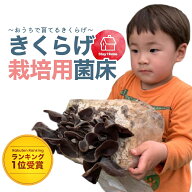【楽天ランキング1位受賞】きくらげ 栽培キット【公式】栽培セット 木耳 茸 きのこ 栽培 菌床 自由研究 …