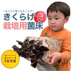 【ポイント10倍 お買い物マラソン期間中】楽天ランキング1位受賞 きくらげ 栽培キット【公式】栽培セット 木耳 茸 きのこ 栽培 菌床 自由研究 食育 きくらげ栽培 きのこ栽培 自家栽培 家庭菜園 国産 ビタミンD エルゴチオネイン 食物繊維 たもぎ茸 たもぎたけ たもぎだけ