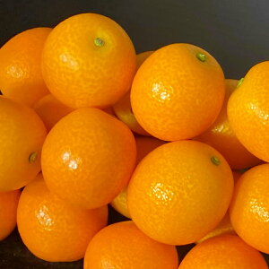 キンカン フルーツの人気商品 通販 価格比較 価格 Com