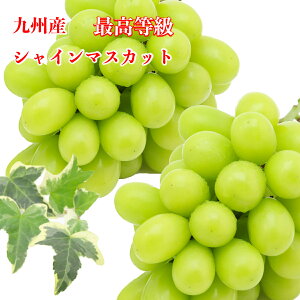 BY VC }XJbg 1.8`2kg  I VC}XJbg Yn ō Mtg  c Yn  j a v[g B  