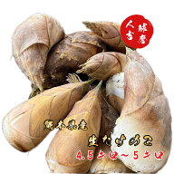 収穫次第発送【 生たけのこ 約4.5～5キロ 】旬の生たけのこを発送します。熊本県産 人吉球磨産 たけのこ …