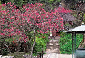 1000s[XWO\[pY ؘ@炭@iqj spԏit ro[ 71-295 (49×72cm)