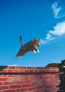 ジグソーパズル ねこ おもちゃの通販 価格比較 価格 Com
