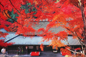 1000s[XWO\[pY 쒃̏H-s spԏit G|bN 10-726 (50×75cm)