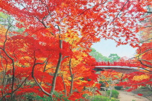 1000s[XWO\[pY F݂J-V spԏit G|bN 10-748 (50×75cm)