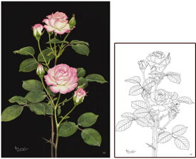 【引上品】300ピースジグソーパズル 大人の塗り絵ジグソー 薔薇（安池和也） 《廃番商品》 テンヨー TN-300-405 (30.5×43cm) 【北海道・沖縄 配送不可】