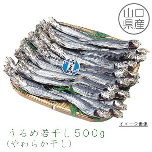 yRYz ߎ኱i炩j 500gm13cmOE35Oて͖ڈłn s   g  ECV 킵 ۊ \tg  Ђ H ̍ 
