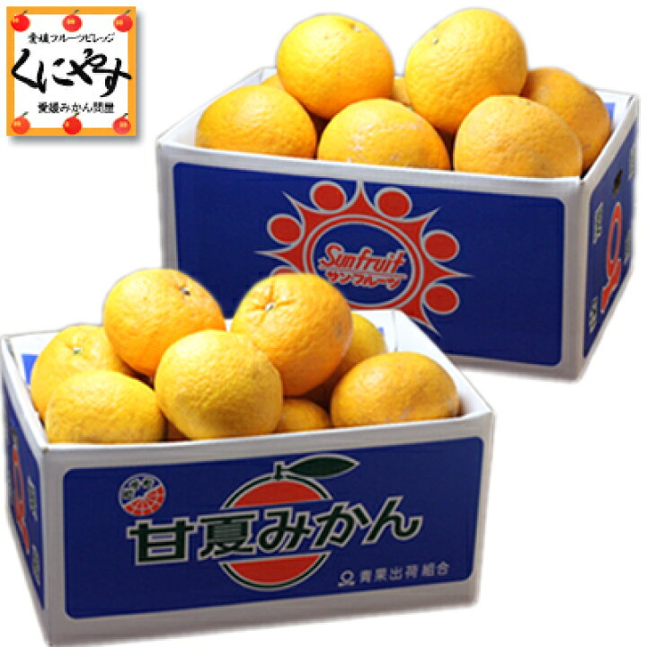 楽天市場 送料無料 産地直送 愛媛県産 訳あり愛媛甘夏 5kgと訳あり愛媛サンフルーツ 新甘夏 5kg 訳あり甘夏サンフル5 2 みかん ミカン 蜜柑 オレンジ 柑橘 果物 フルーツ 今が旬 食べくらべセット 愛媛フルーツビレッジくにやす