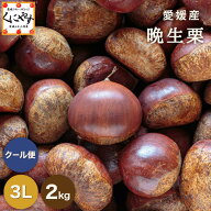 クーポン利用で 10％OFF ＼当選確率1/2！最大100％ポイントバック！本日 23:59 まで／★シーズン最後の栗…