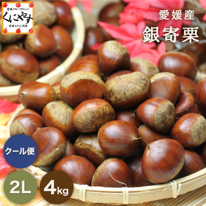 楽天市場】24h限定 買い回り！ポイント最大23倍！20日 0:00～ 要 