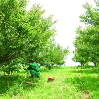 國盛FARM収穫