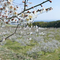 國盛FARM梅の花