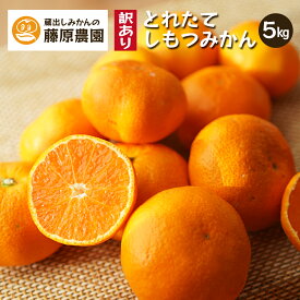 下津みかん 早生みかん 産地直送 和歌山県 温州みかん 訳あり 送料無料 5kg 家庭用 11月 12月 お歳暮 爽やか 濃厚 海南市 下津町 とれたてしもつみかん 蔵出しみかんの藤原農園