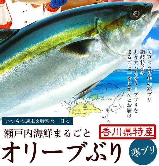 楽天市場 寒ブリ 活け〆オリーブブリ 1本 まるごと 厳選 旬 1本まるごと 5kg超 香川 ブランド魚 下処理してお届けします ギフト ご自宅用 オリーブで抗酸化作用 Dha Epa 送料無料 ぶり 鰤 ぶりしゃぶ お歳暮 瀬戸内漁師の海鮮問屋