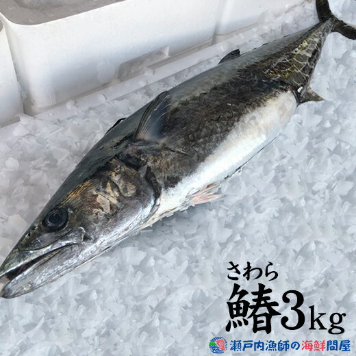 楽天市場 鰆 さわら 瀬戸内 香川県産 天然 鰆を一本丸ごと 3枚おろし可 直送します 約3kサイズ 原体 鮮魚 サワラ の水揚げが有り次第の限定商品となります 旬 おすすめ ごはんのお供 西京焼き お茶漬け お弁当 味噌漬け 粕漬け 天ぷら等 送料無料 瀬戸内