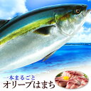 はまち ハマチ 厳選！活け〆オリーブハマチ約4キロ《1本：選べる下処理》 香川ブランド魚 下処理 半身販売 ギフト 自…