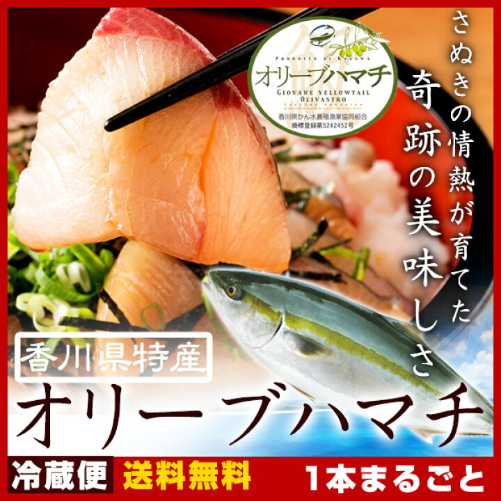 楽天市場 お年賀用 活け〆オリーブハマチ 1本5kg前後 はまち 寒ブリ 鮮魚 年末年始 下処理 香川 ブランド魚 下処理1本丸ごとお届け ギフト 自宅用 セット 下処理 刺身 煮付け コラーゲン お祝い 歳暮 年賀 おせち 海鮮 海の幸 送料無料 お歳暮 瀬戸内漁師の海鮮問屋