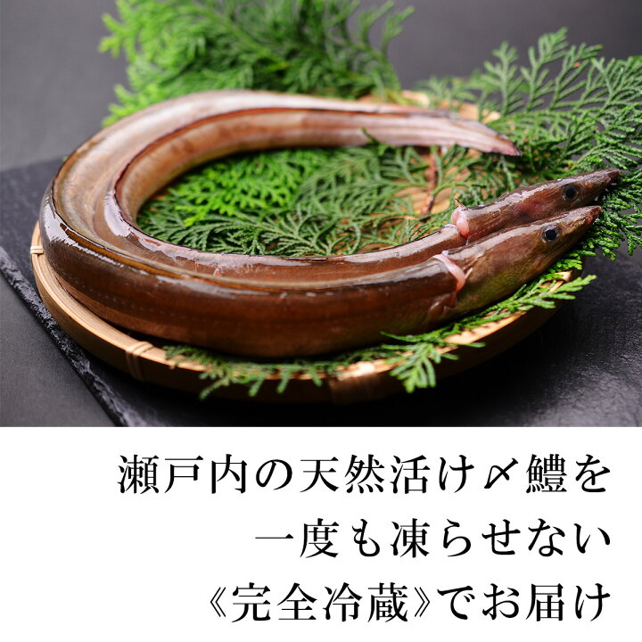 中国産 活〆牡丹鱧 300ｇ 骨切り鱧 24ｐ ｐ1400円税別 ヤヨイ 業務用 30個
