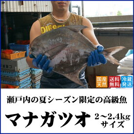 マナガツオ　天然 瀬戸内産（香川県） 約2〜2．4キロサイズ 高級魚【送料無料】水揚げされたばかりの鮮魚を直送（クール冷蔵便：水揚げがあり次第の出荷）まながつお 鰹 高級魚 刺身 塩焼き 西京味噌 粕漬け 照り焼き 揚げ物 ムニエル