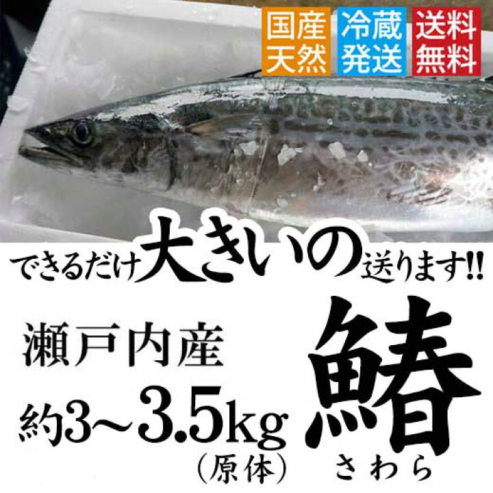 楽天市場 サゴシ 鰆 さわら 瀬戸内 香川県産 天然 サゴシを一本丸ごと 3枚おろし可 直送します 約3kg 3 5kgサイズ 原体 鮮魚 サワラ の水揚げが有り次第の限定商品となります 西京焼き 天ぷら等 送料無料 瀬戸内漁師の海鮮問屋