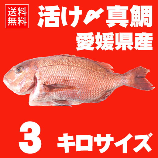 活け〆の真鯛を丸ごとお届け!3kg前後(原体サイズ)◆愛媛を筆頭に最良の鯛をお届けします!(養殖:冷蔵)3キロサイズ大型大きめお祝いお祝い鯛、イベント、お食い初め、お食い初め鯛立派楽ギフのし宛書のし入学祝退職祝