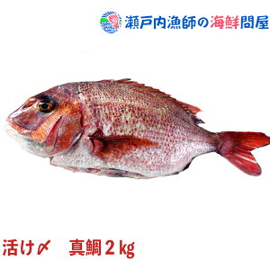  ^C  ^  ^C Y̐^ۂƂ͂I 2kgOĩTCYj QMɃvIԗǕȋ͂Ii{BF①ւł͂jj H H