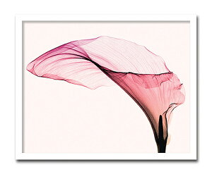 uGiant CelosiavyX-ray PhotographzSteven N.MeyersiGbNXC@tHgOt@CeAA[gt[jmGʔ́nyĜ炵zyǊ|tbNz