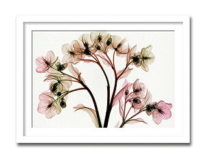 uHellebore2vyX-ray PhotographzSteven N.MeyersiGbNXC@tHgOt@CeAA[gt[jmGʔ́nyĜ炵zyǊ|tbNz