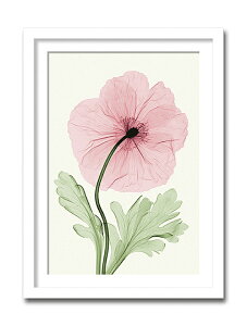 uIceland Poppy1vyX-ray PhotographzSteven N.MeyersiGbNXC@tHgOt@CeAA[gt[jmGʔ́nyĜ炵zyǊ|tbNz