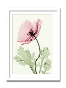 �uIceland Poppy2�v�yX-ray Photograph�zSteven N.Meyers�i�G�b�N�X���C�@�t�H�g�O���t�@�C���e���A�A�[�g�t���[���j�m�G��ʔ́n�y�G�̂����炵�z�y�Ǌ|���t�b�N���z