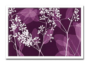 uEucalyptus BranchesvyX-ray PhotographzSteven N.MeyersiGbNXC@tHgOt@CeAA[gt[jmGʔ́nyĜ炵zyǊ|tbNz