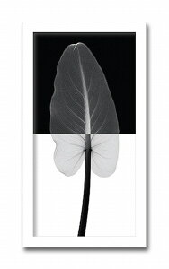 uCalla Leaf1vyX-ray PhotographzSteven N.MeyersiGbNXC@tHgOt@CeAA[gt[jmGʔ́nyĜ炵zyǊ|tbNz