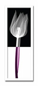 uStem3vyX-ray PhotographzSteven N.MeyersiGbNXC@tHgOt@CeAA[gt[jmGʔ́nyĜ炵zyǊ|tbNz