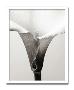 yszuCallavyX-ray PhotographzSteven N.MeyersiGbNXC@tHgOt@CeAA[gt[jmGʔ́nyĜ炵zyǊ|tbNz