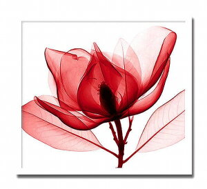 uRed MagnoliavyX-ray PhotographzSteven N.MeyersiGbNXC@tHgOt@CeAA[gt[jmGʔ́nyĜ炵zyǊ|tbNz