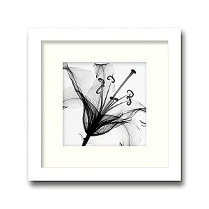 uLily MuscadetvyX-ray PhotographzSteven N.MeyersiGbNXC@tHgOt@CeAA[gt[jmGʔ́nyĜ炵zyǊ|tbNz