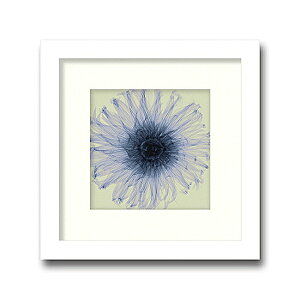 uDahliav(small)yX-ray PhotographzSteven N.MeyersiGbNXC@tHgOt@CeAA[gt[jmGʔ́nyĜ炵zyǊ|tbNz