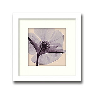 uHelleborev(small)yX-ray PhotographzSteven N.MeyersiGbNXC@tHgOt@CeAA[gt[jmGʔ́nyĜ炵zyǊ|tbNz