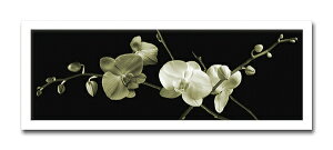 Jk driggs/Orchid Sprays2itHgOt@CeAA[gt[jmGʔ́nyĜ炵zyǊ|tbNz